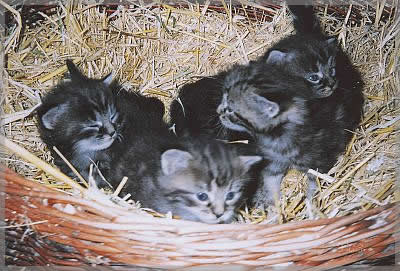 Katzen